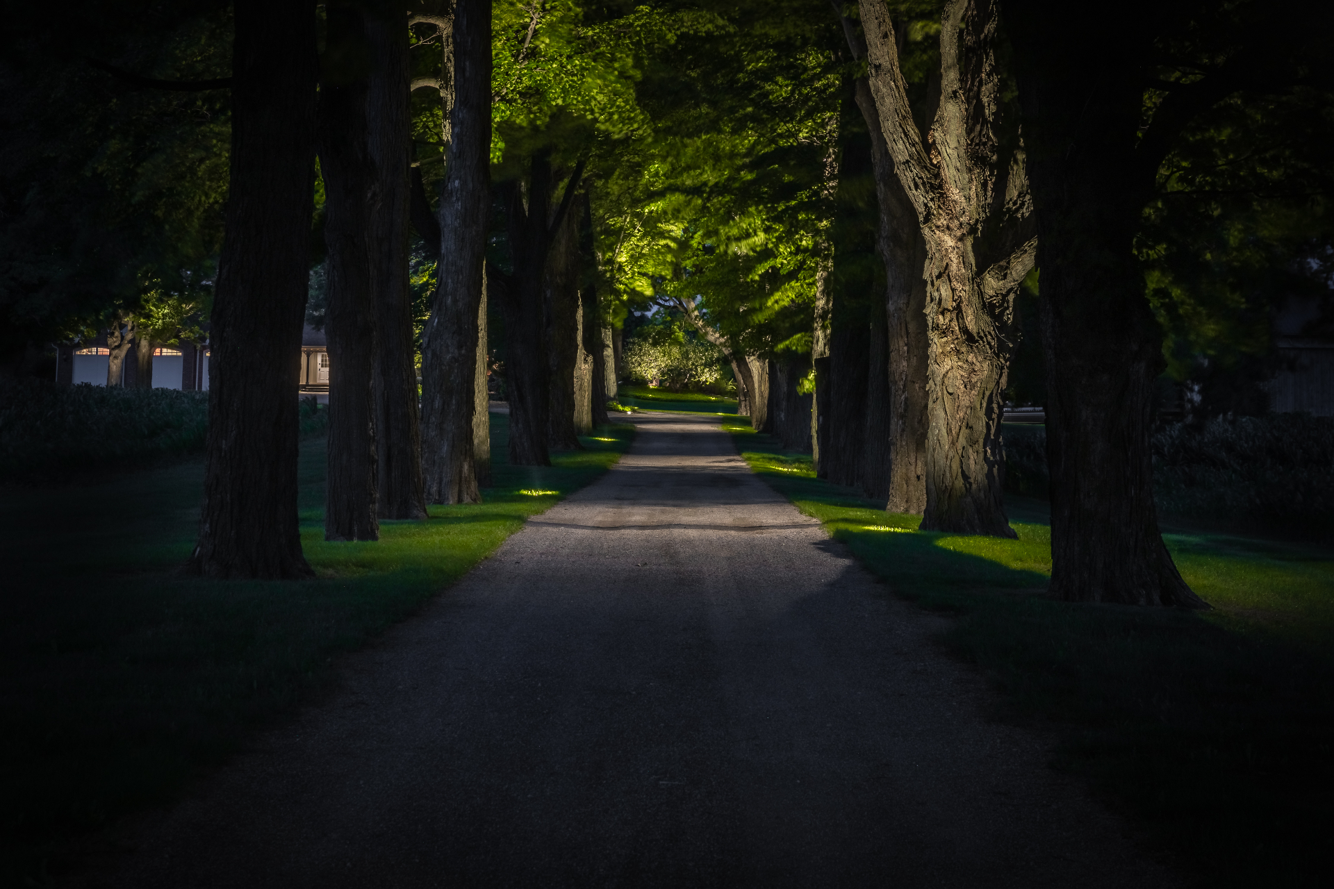 Uplit tree-lined drive