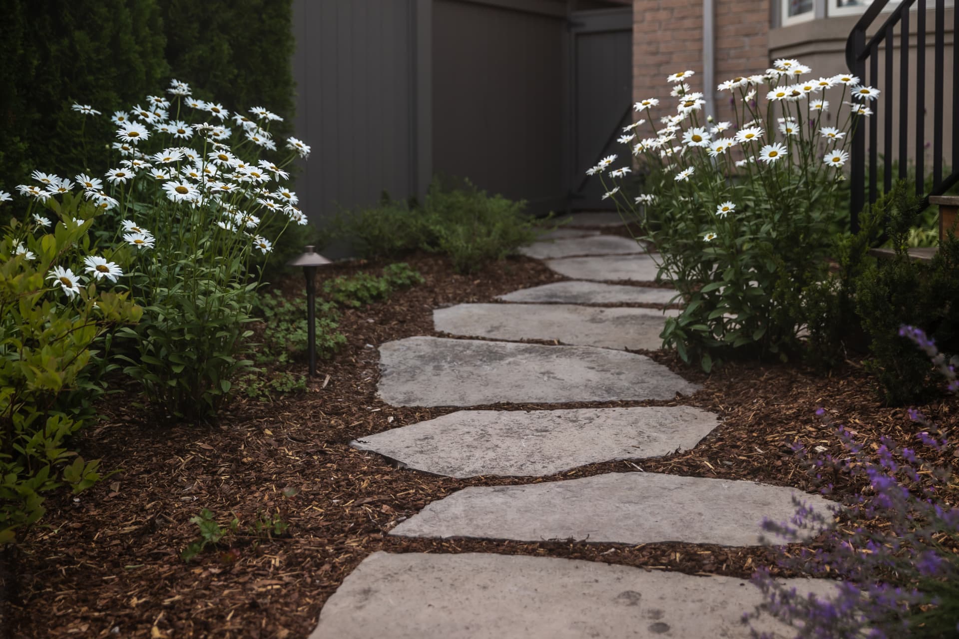 Flagstone stepping stones winding past daisy borders