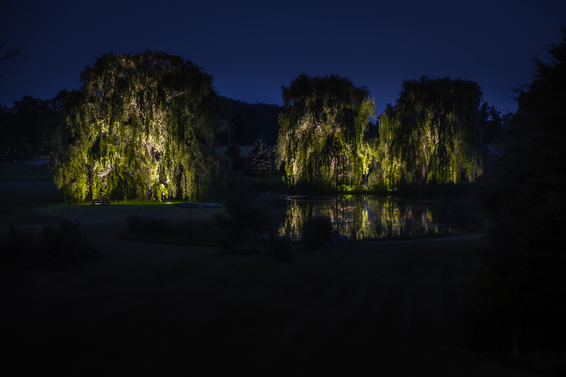 Willows uplit above a reflective pond